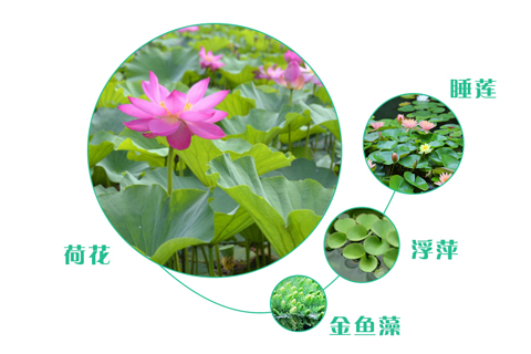 如何選擇污水處理工程的人工濕地植物？